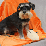 SEGA ROTAĻLIETA BABY 117x68.5CM - Image 2